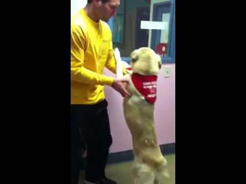 Thumper, an adopted Yellow Labrador Retriever Mix in Mansfield, OH_image-1