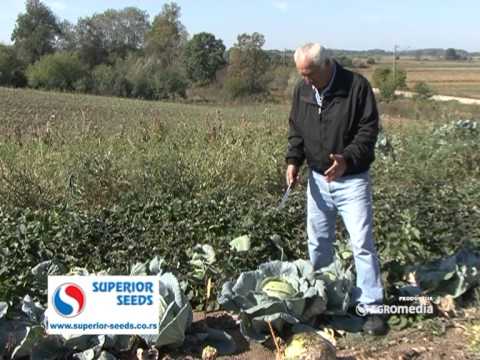 Novi hibridi kupusa_371_25.10.2014.