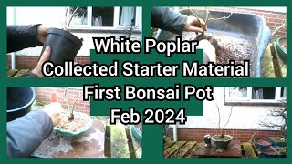 White Poplar Collected Bonsai Repot Feb 2024