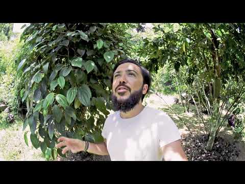 Piper nigrum  - coach jardinier