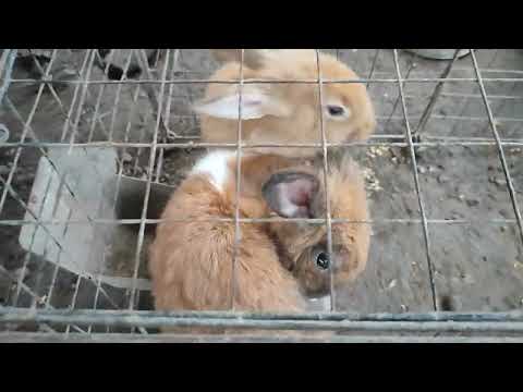 MGA FAMILIA MAWER 2025