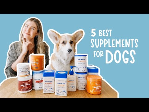 What Supplements Should I Give My Dog | Improve Your Dog’s Diet and Health