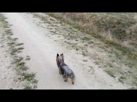 Targa da vermi a un gatto di una conseguenza Sintomi di vermi alladolescente di 12 anni
