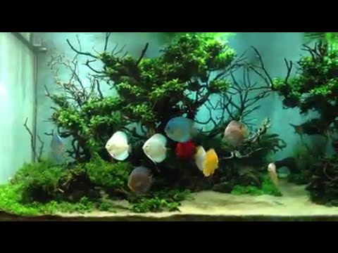 Discus fish aquarium