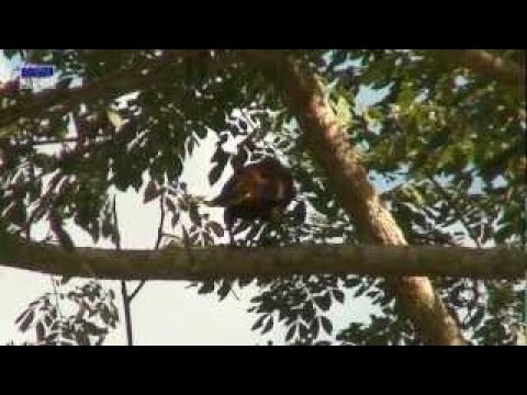 Psarocolius angustifrons * Russet backed