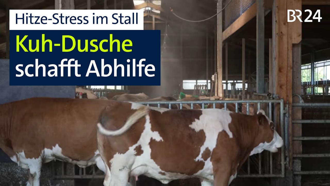Hitze-Stress: Kuh-Dusche sorgt für Abkühlung im Stall | Abendschau | BR24