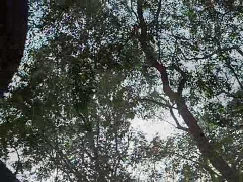 Hromovlad - Vodou život prekvitá