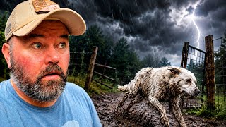 Our Livestock Guardian Dog Escaped