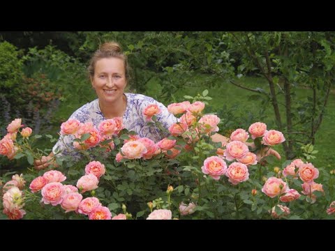 Lady of Shalott rose: shrub or climber?