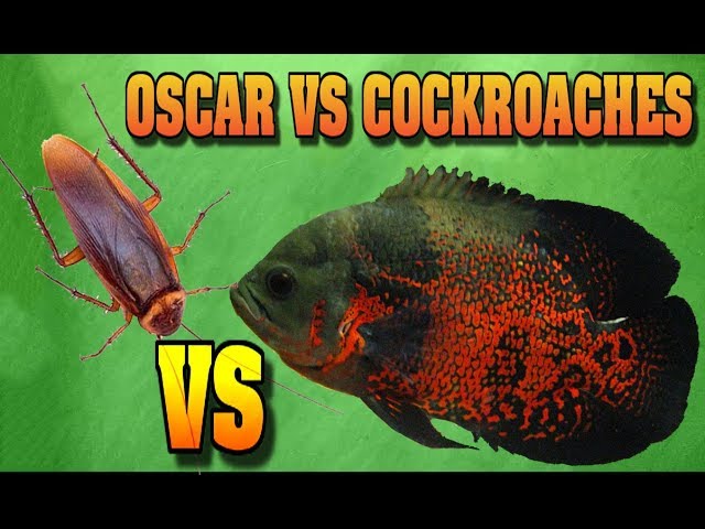Oscar Fish VS Cockroaches