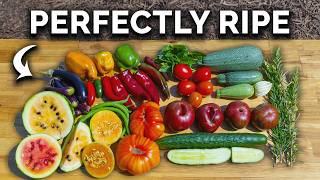 When & How To Harvest Your Summer Crops for PEAK Flavor 🥒🍅🌶️
