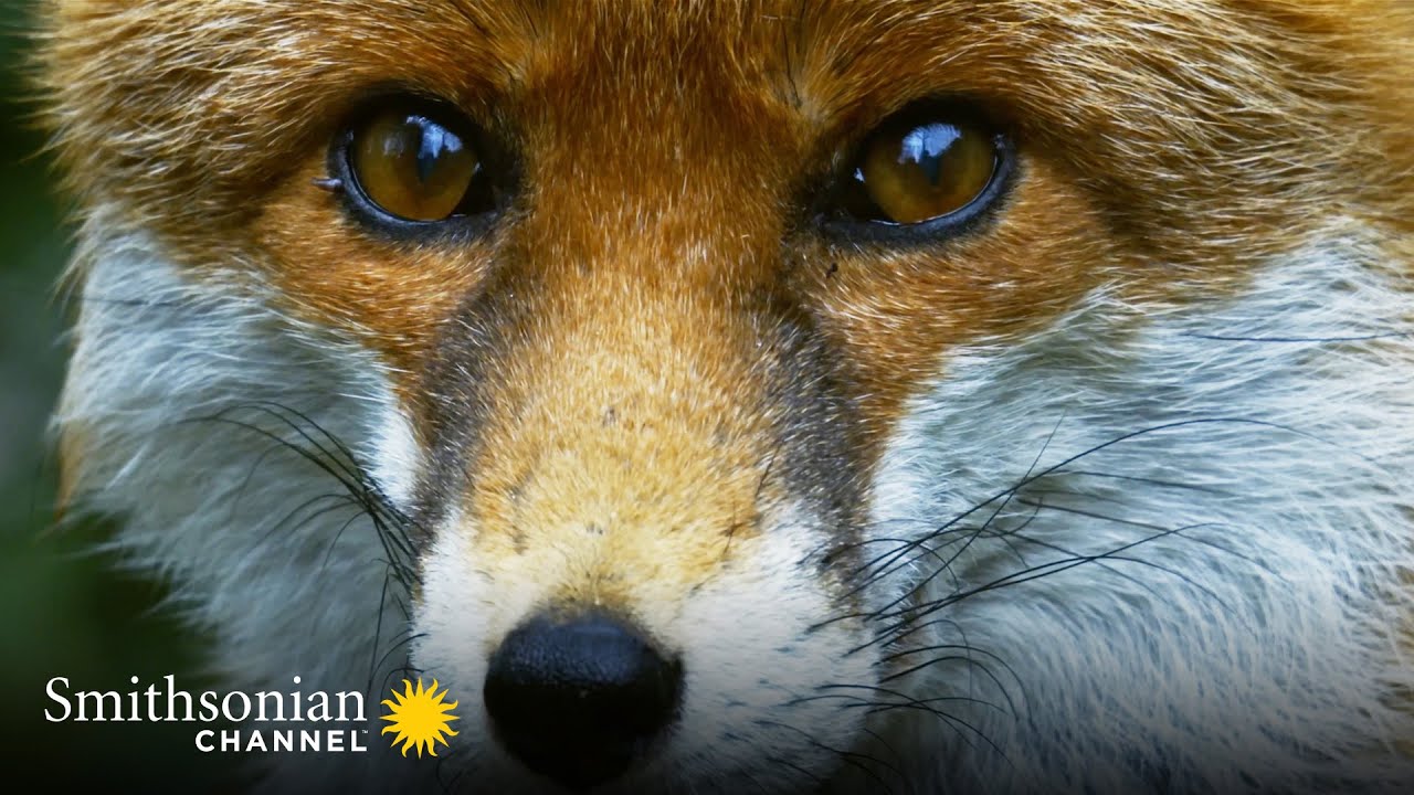 Are red foxes endangered 2021? More REF