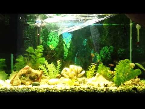 Introducing 3 Neon Tetras and 3 Ghost Shrimp to my Betta Fish Community 30 Gallon Tank Aquarium