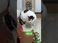 🐱😿💔The little kitten almost thought it was about to fall out of favor! #funnypets#funny