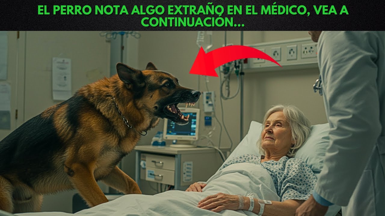 El perro quiere despedirse de su dueño policía, pero nota algo extraño y detiene al médico ahí.