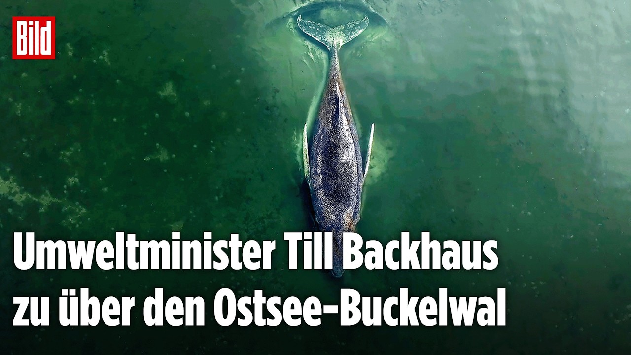 Buckelwal in Ostsee gestrandet: So geht es dem Tier