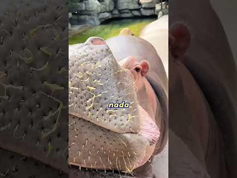 ¡Le dio UNA SEMILLA DE SÉSAMO a un hipopótamo! 🦛😂 ¡Qué tacaño!mini wood toy~