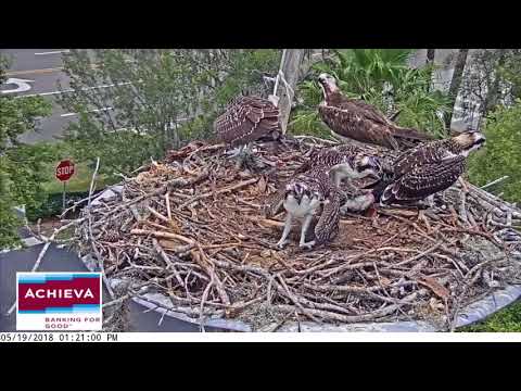 One big fish Achieva Osprey  19 May 18