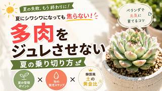 【多肉植物】もう1株も減らさない!ベランダ多肉のジュレをピタッと止める5つの方法!【8月の対策】