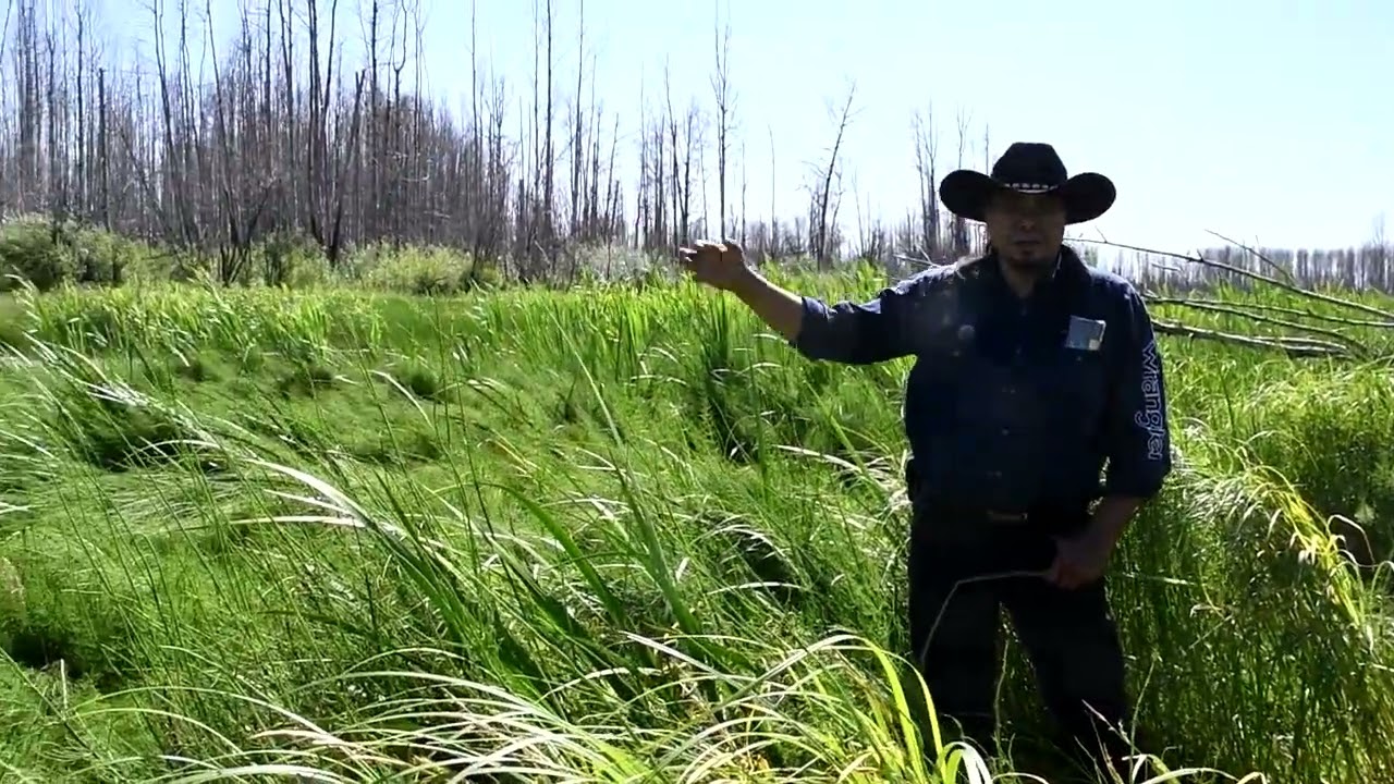 Identifying Rat Root