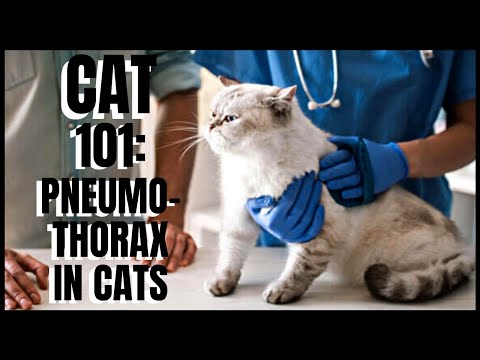 Cat 101: Pneumothorax in Cats
