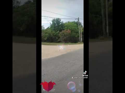Naturaleza, árboles 🌳 y flores, Pinamar, Canelones, Uruguay 🇺🇾