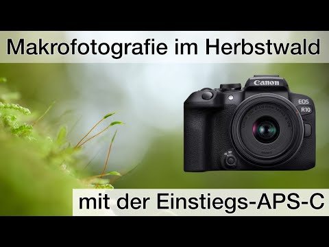 Makrofotografie im Herbstwald - VLOG (inkl. Fokus Stacking)