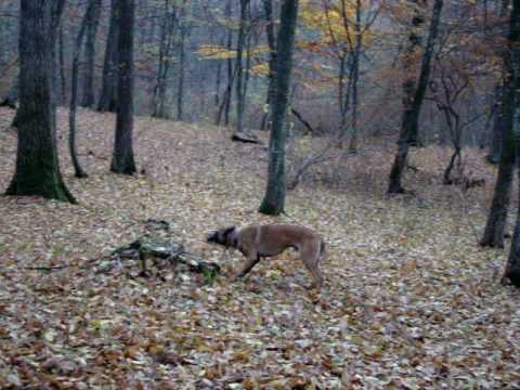 KNPV - KIST REVIEREN -DRESAJ CANIN CLUJ-NAPOCA - BESTK9NATION.COM