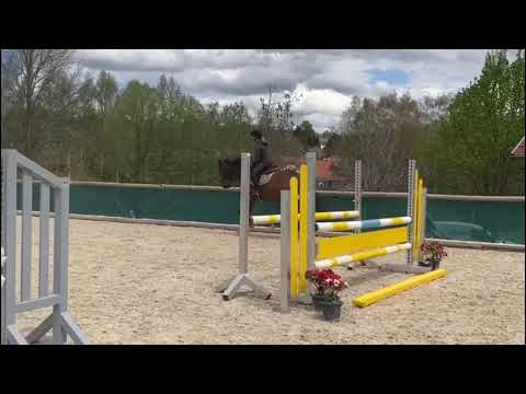 4 jähriger Holsteiner Wallach von Adagio de Talma x Corrado I