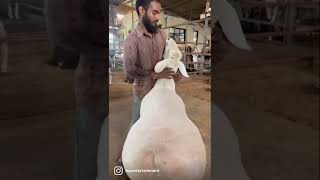 Turkey Dumba Sheep