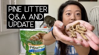 PINE LITTER Q&A AND UPDATE | SVEN AND ROBBIE