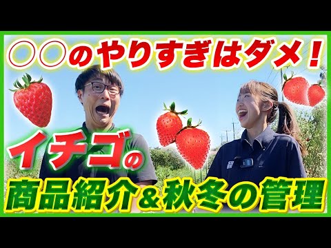 園芸 グースベリー (ローズベリー)