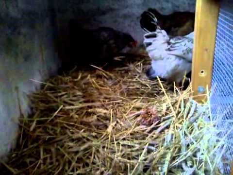 Das Wort zum Sonntag: "Ein Huhn"