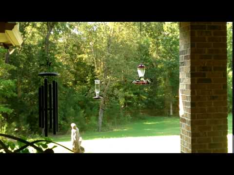 Hummingbird feeding frenzy