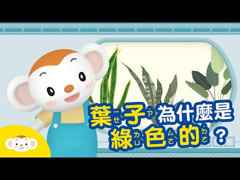 互生植物有哪些