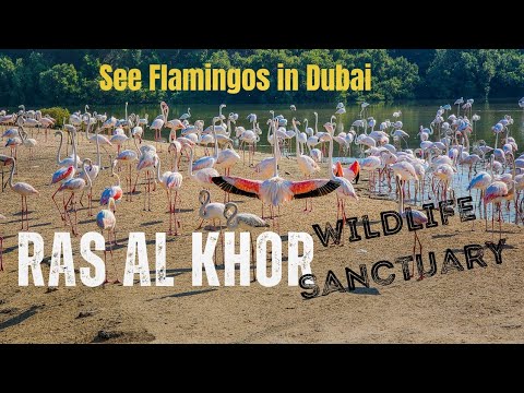 Flamingos in dubai | Ras al khor wildlife sanctuary | Dubai
