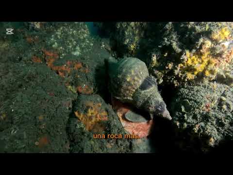 Charonia lampas