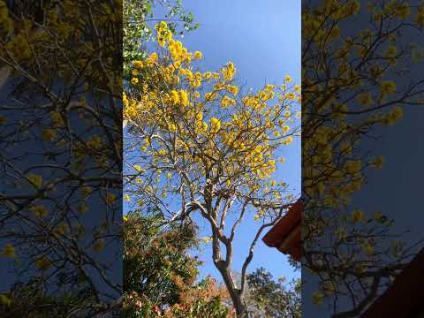 Taguá: Chácara Campo Largo 😃 Distrito de Cotegipe BA 🇧🇷