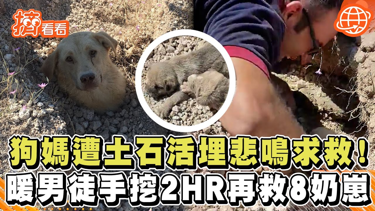 影音/狗媽遭土石活埋悲鳴求救!暖男徒手挖2HR再救8奶崽