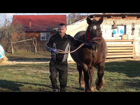 Iapa lui Cornel de la Sabolciu, Bihor - 2022 Nou!!!