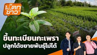 ขึ้นทะเบียนกะเพรา ปลูกได้แต่ขยายพันธุ์ไม่ได้ | ไม่ตกข่าว | 22 ต.ค. 69