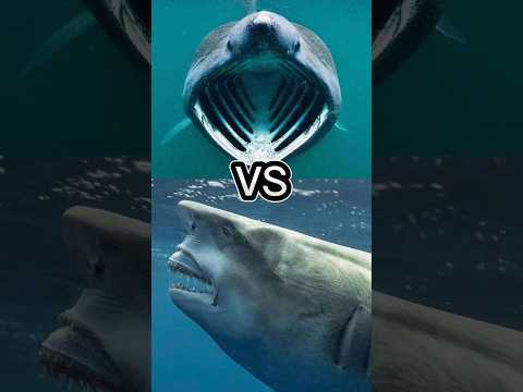 メガマウスシャーク 対 オオメジロザメ、ホオジロザメ、ナースシャーク、バイトフォース