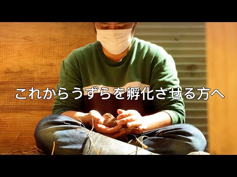 アレクトリス・グラエカ