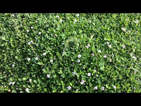 Kurapia, an alternative ground covering