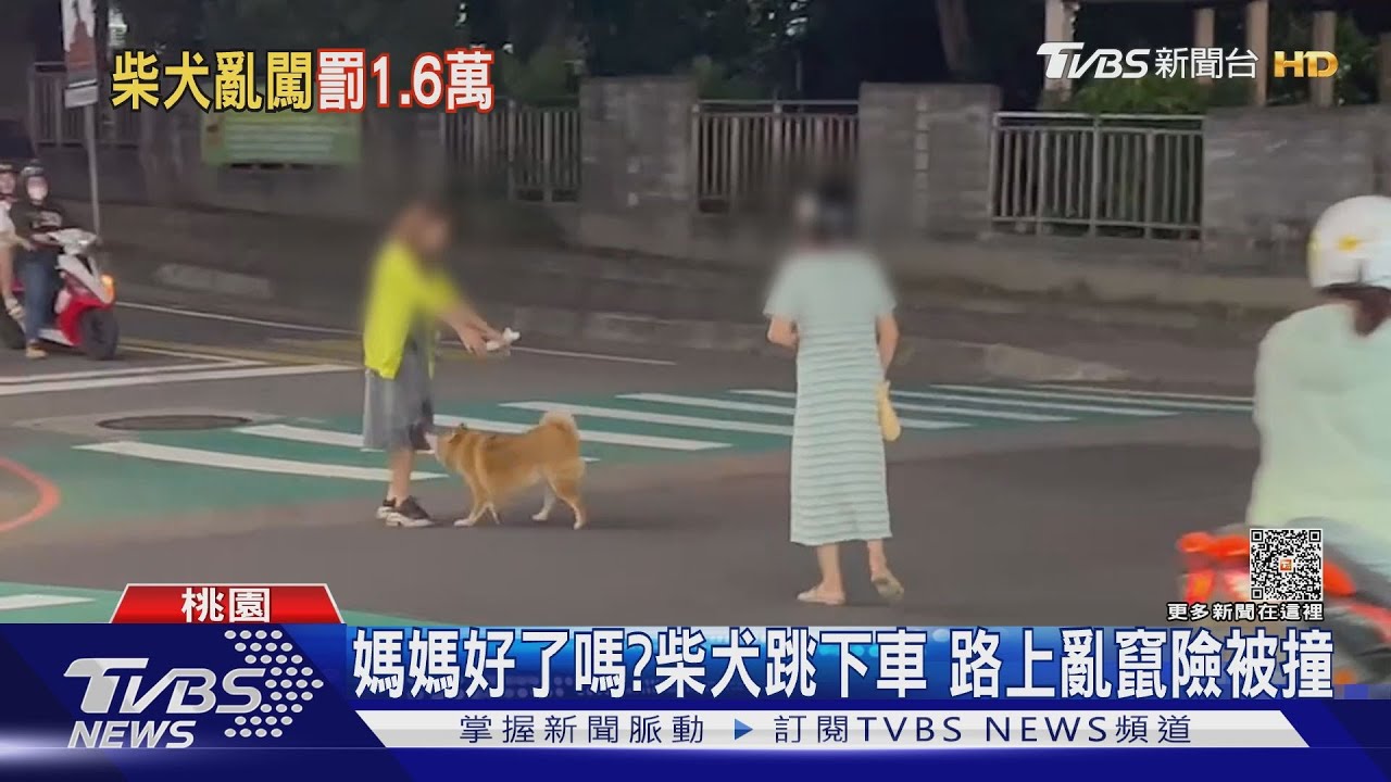 媽媽好了嗎? 柴犬跳下車路上亂竄險被撞
