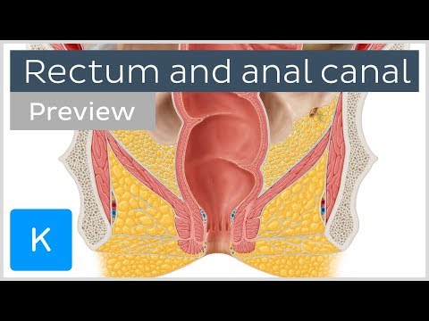 Rectum and anal canal: anatomy and function (preview) - Human Anatomy | Kenhub