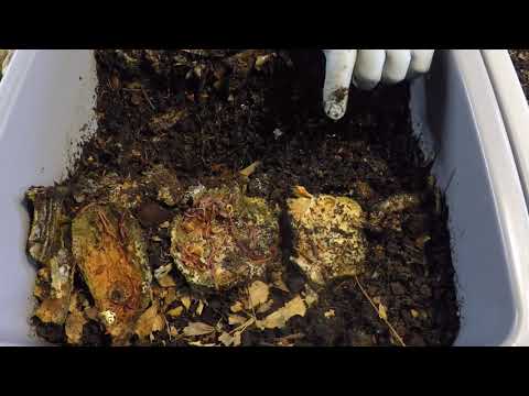 Driving my 154-, 168- & 185-day old red wiggler worm bins towards completion - vermicomposting