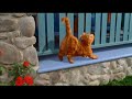 Garfield Smells Like Victory
