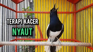 Download lagu kacer gacor NGEPLONG tarung ini paling ampuh buat PANCINGAN KACER agar EMOSI mp3 Download lagu kacer gacor NGEPLONG tarung ini paling ampuh buat PANCINGAN KACER agar EMOSI mp3
