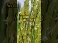 Serbuk Sari Padi MR 263